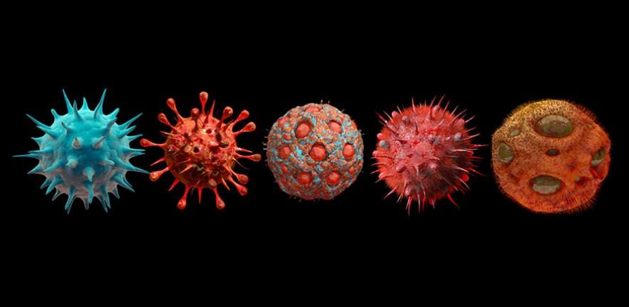 Fundamental Differences Between Wild Viruses and Vaccines in Triggering Chronic, Widespread Degenerative Damage