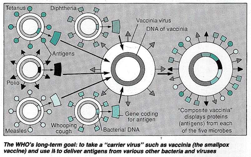 Viruses That Kill Their Host Are Evolutionary Failures
