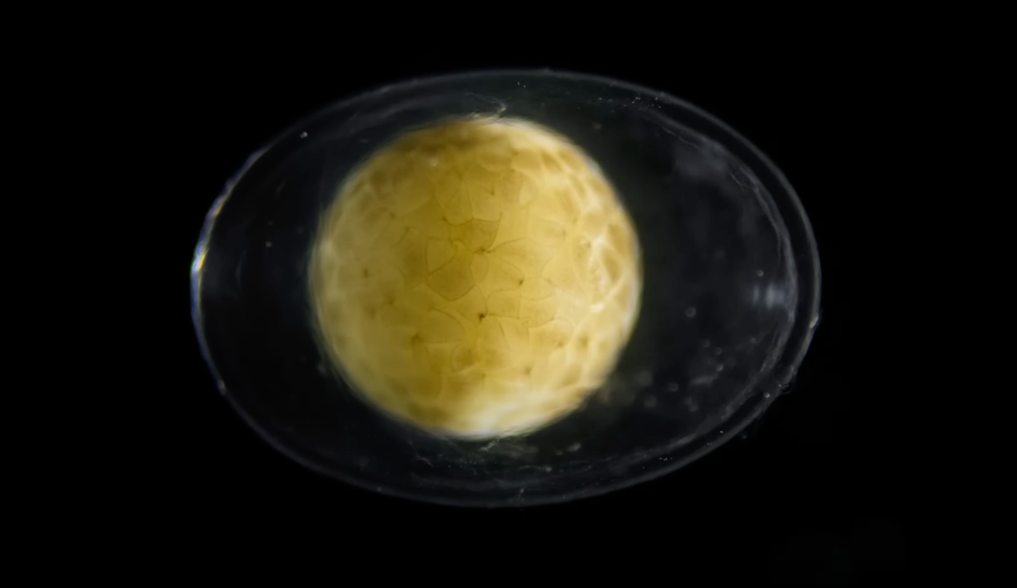 Watching One Cell Divide Into Life Might Change Your Perspective