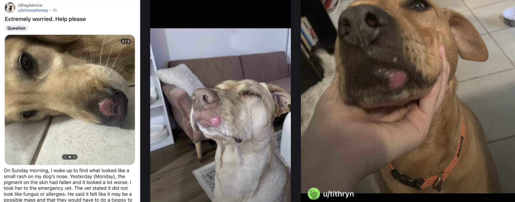 Canine Growths Suddenly Appearing Over Night - What's The Cause?