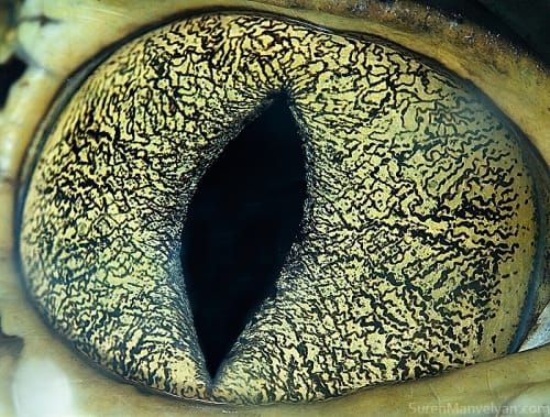The Spectrum Of Iris Shapes And Light Polarization