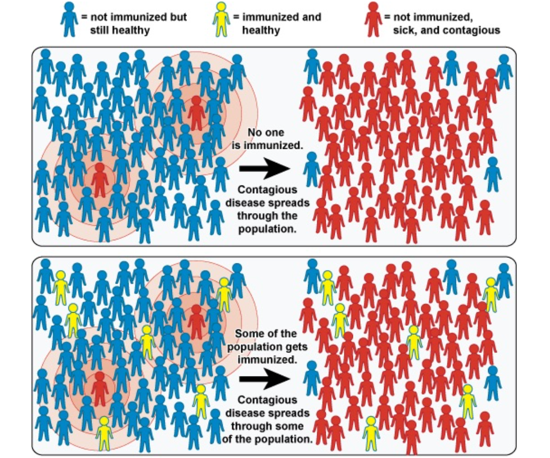 Vaccines Can't Produce Herd Immunity Unless They Are 100% Efficient (Which No Vaccine Has Ever Been, Or Ever Could Be)