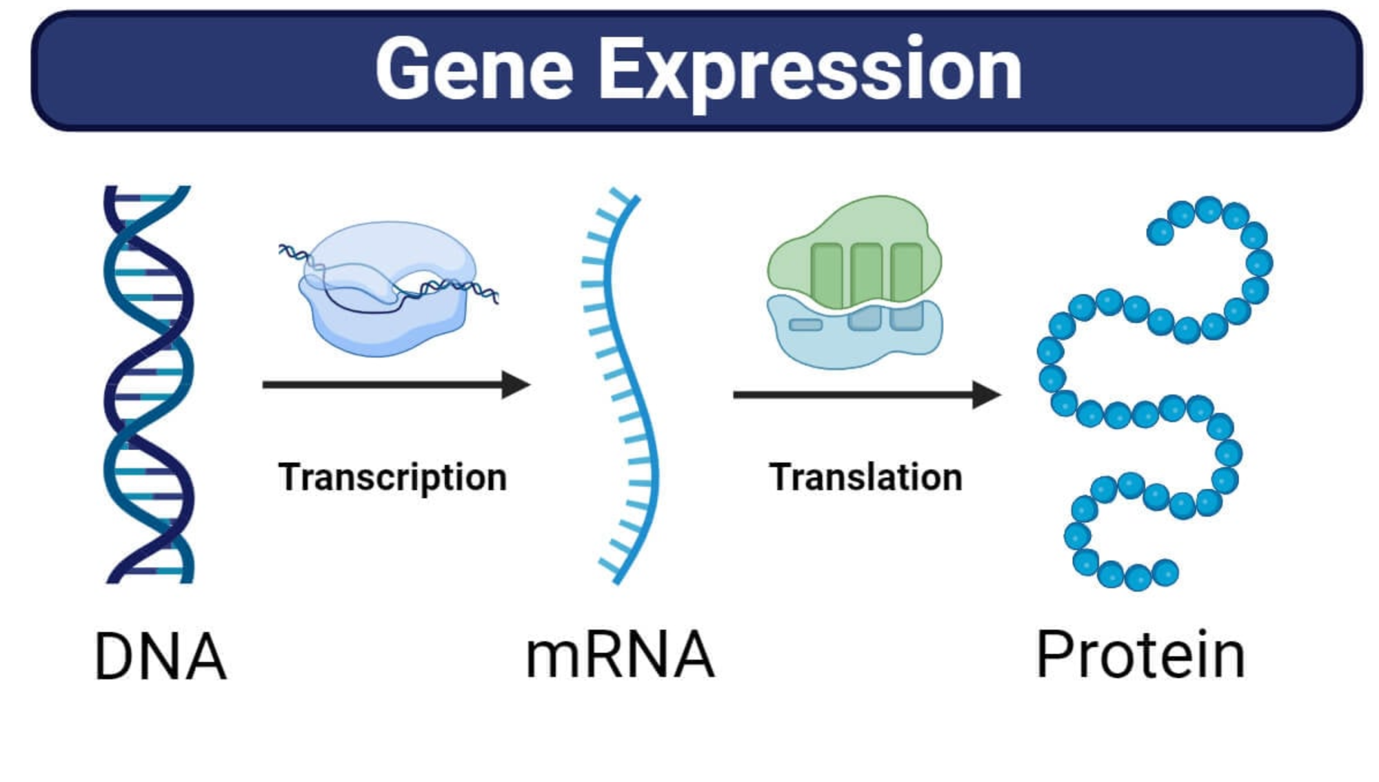 The Difference Between Nuclear And Mitochondrial DNA: Is The Covid mRNA Shot Gene Therapy?